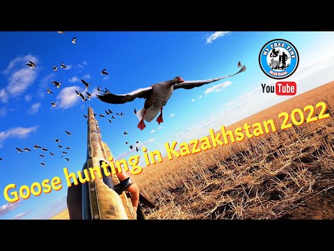 Видео: Лучшие моменты!  Охота на гуся в Казахстане 2022! 4K