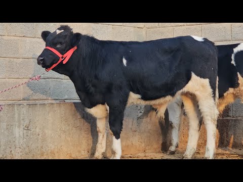 Видео: 5сар букачахои элита омад