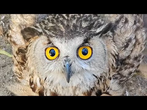 Видео: Дикая сова попросила нас о помощи… а затем отказалась уходить!