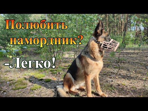 Видео: Как приучить собаку к наморднику | Собака полюбит намордник!