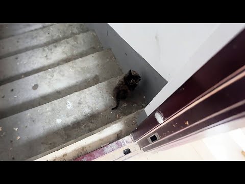 Видео: Я была так рада найти котёнка, но его вид поверг меня в шок!
