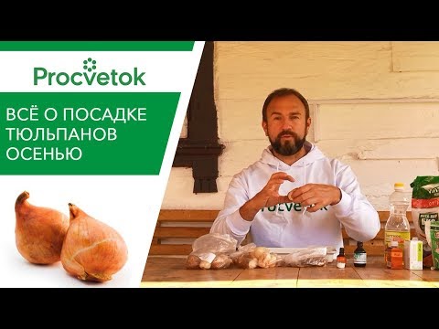 Видео: Посадка тюльпанов: когда и как сажать тюльпаны правильно?