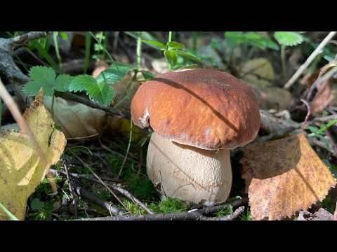 Видео: Гриби Є! Збираю Білі Гриби🌲Чернігівське Полісся