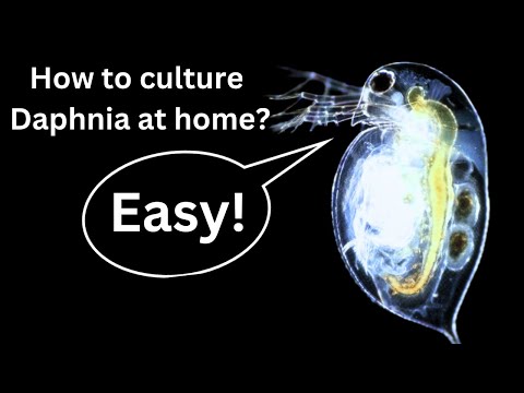 Видео: ЛУЧШИЙ ЖИВОЙ КОРМ ДЛЯ РЫБ? Руководство для начинающих: как выращивать дафний дома!