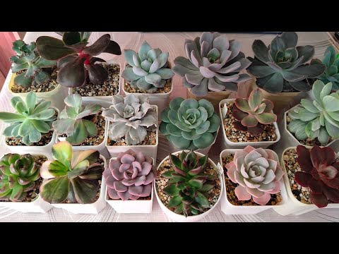 Видео: Эхеверии радуют ростом. Кому "зашел" новый грунт.