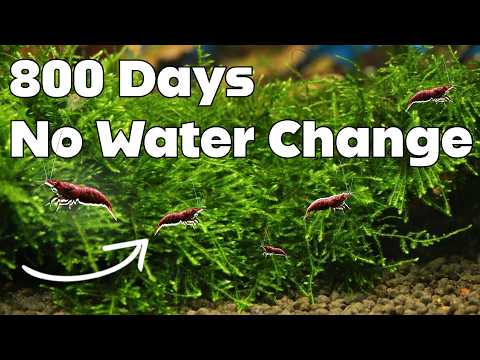 Видео: Аквариум с креветками, заброшенный более 2 лет