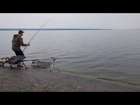 Видео: Так везёт раз в жизни! Достали огромного ТОЛСТОЛОБА  (Часть 2)