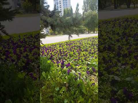 Видео: КИЕЛІ КИМЕШЕКТІҢ ИЕСІНЕ АРНАДЫМ.