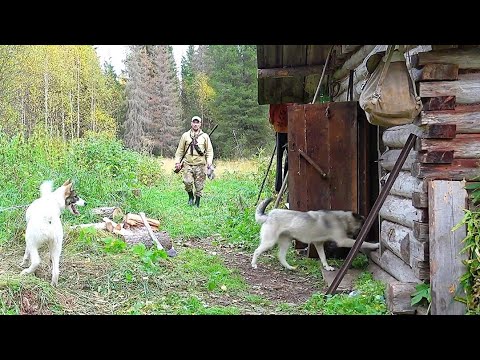 Видео: ОХОТА НА РЯБЧИКА С МАНКОМ / МЕДВЕДЬ ХОДИТ ПО ПЯТАМ / ХОДОВАЯ ОХОТА В ТАЙГЕ / ОТДЫХ У ИЗБУШКИ СОСЕДА