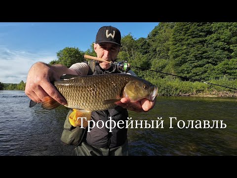 Видео: Убойная Приманка разрывает Горную Реку! Ловля Голавля и не только! #спиннинг #рыбалка #голавль