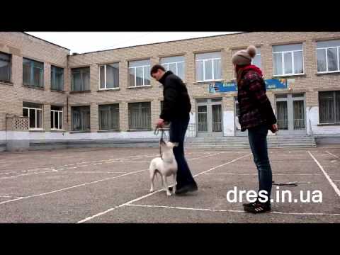 Видео: Как отучить собаку тянуть поводок? Что делать если пес тянет поводок?