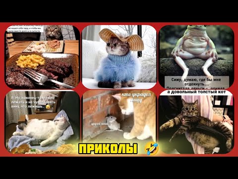 Видео: сидим отдыхаем, лежим отдыхаем смотри смешные картинки мемы котики приколы  🤣