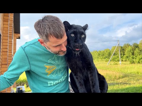 Видео: Утиные истории с пантерой Луной😂