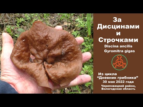 Видео: За дисцинами и строчками. Discina ancilis и Gyromitra gigas. "Дневник грибника". 30 мая 2022 г.