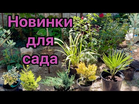 Видео: Новые растения для сада /«Чёс» начался. 