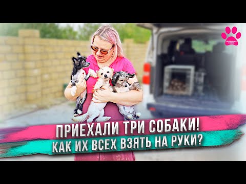 Видео: Купила сразу трех собак! И вот они приехали ко мне! Первая встреча.