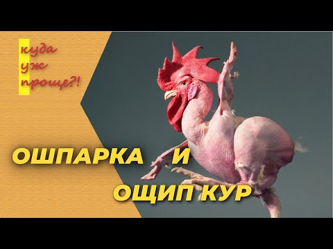 Видео: Как быстро и просто ощипать кур, ошпарка перед ощипом, правильный ощип кур