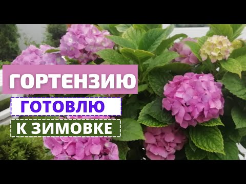 Видео: Крупнолистную ГОРТЕНЗИЮ готовим к зимовке в подвале