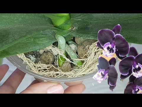 Видео: В этом ОРХИДЕИ на ЗЛО хорошо РАСТУТ/ Эксперимент УДАЛСЯ👍ПЕРЕСАДКА ОРХИДЕИ в Керамзит с Lechuza