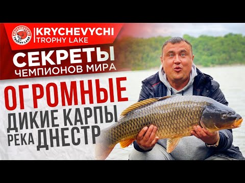 Видео: Рыбалка на карпа, ловля огромных диких сазанов на реке Днестр.