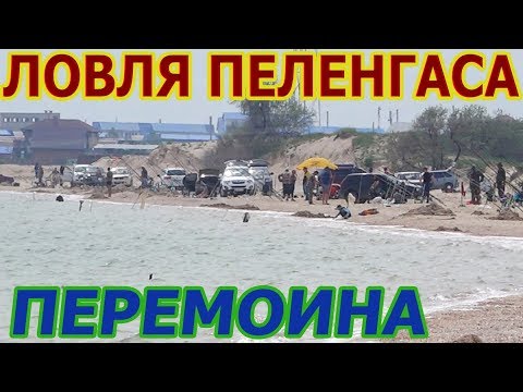 Видео: Перемоина . Ловля пеленгаса в Кириловке. 1я часть
