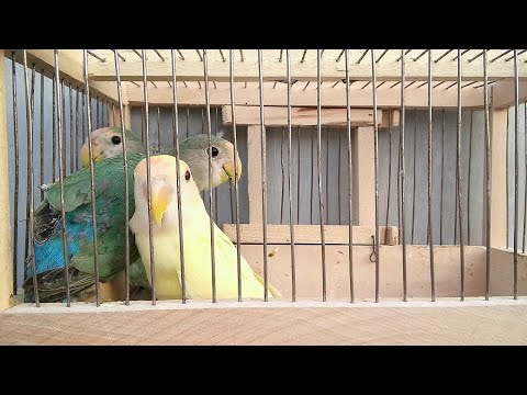 Видео: Неразлучники,новый цвет,семейство розовощёких.Добавил три молодых самки в стаю для парования