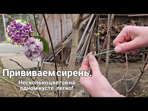 Видео: Прививаем сирень. Несколько цветов на одном кусте - легко!🌸🌿
