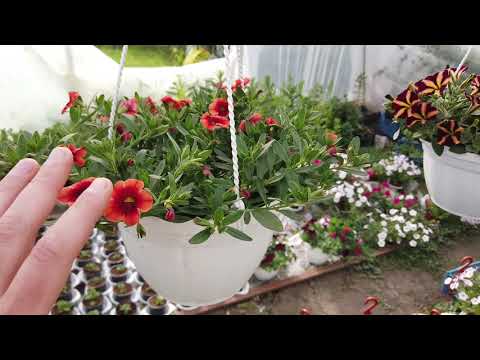 Видео: Сколько Калибрахоа ПОСАЖЕНО в Кашпо, как выросли Такие?