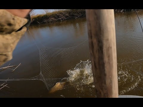 Видео: рыбалка на паук подъемник караси монстры