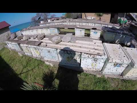 Видео: Холодный туман. Обработка пихтовым маслом 040418 г.