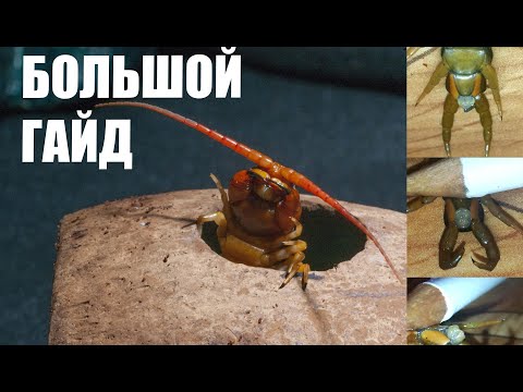 Видео: Как определить пол у сколопендры?