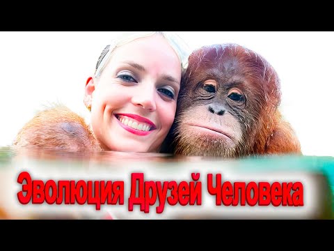 Видео: 1191. Эволюционный коллабс Технологического отверстия