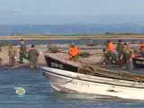 Видео: Серебряные волны Охотска.avi