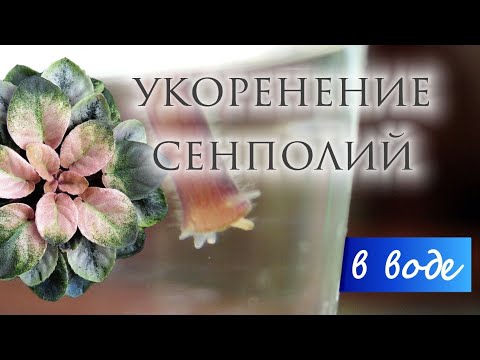 Видео: Укоренение черенков сенполий в воде