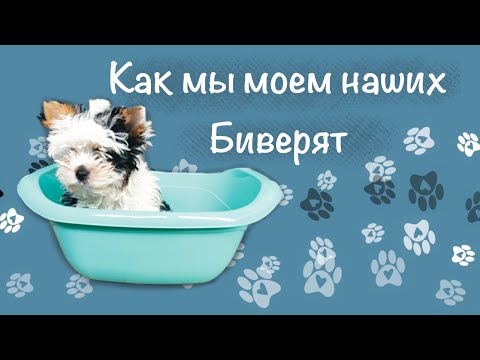 Видео: Бивер йорк - Как мы моем наших биверят