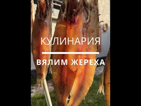 Видео: Вялим жереха