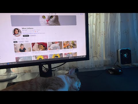 Видео: Привет от Мишель, Винни, Симбы и Элвиса ❤️