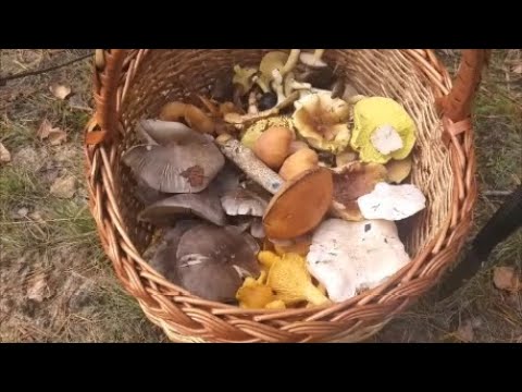Видео: Грибной сбор поздней осени.