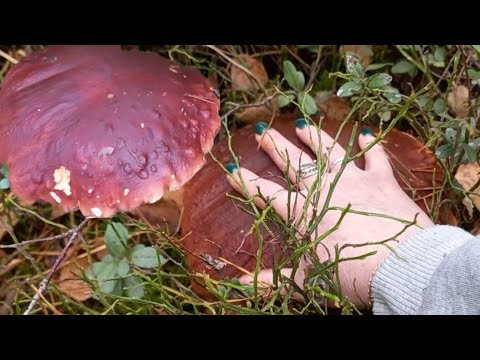 Видео: Один ГРИБ БОРОВИК ведро Целое ШОК Награда от Леса под конец Сезона , Еле Донесла до машины
