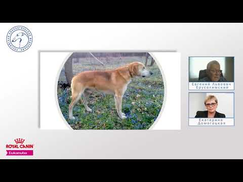 Видео: Особенности судейства десяти групп пород FCI Русская гончая и Русская пегая гончая