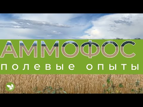 Видео: АММОФОС Осенью и Весной. Полевые Опыты. ООО "Ирина", Идрицкий р-н. Красноярский край.