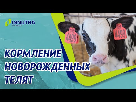 Видео: Кормление телят молозивом. Что нужно не забывать?
