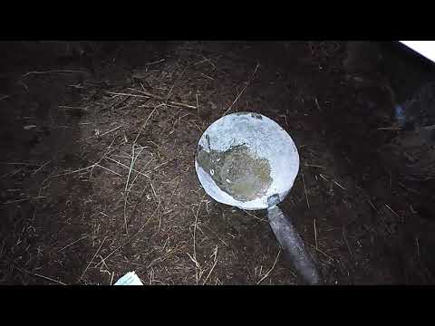 Видео: Как определить лошадь или корову на беременность