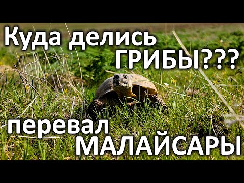 Видео: Догони и отбери! Битвы ГРИБНИКОВ в степи! Грибная лихорадка в самом разгаре!!!