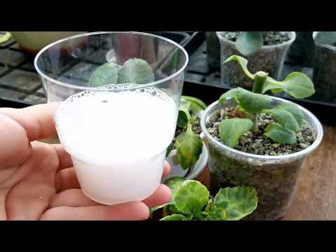 Видео: Каланхоэ зацветёт повторно и многократно.