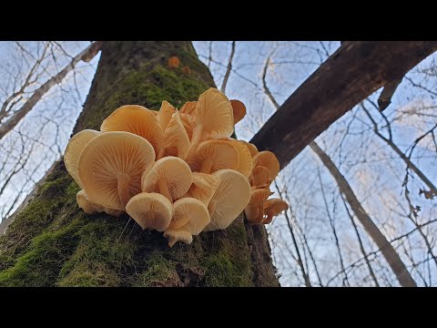 Видео: Грибная разведка в декабре ! Рядовки и опята ! Грибы 2020 !