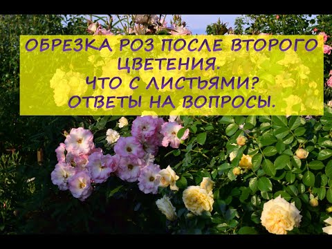 Видео: Обрезка роз после второго цветения.  Проблемы с листьями.  Что это? Ответы на вопросы.