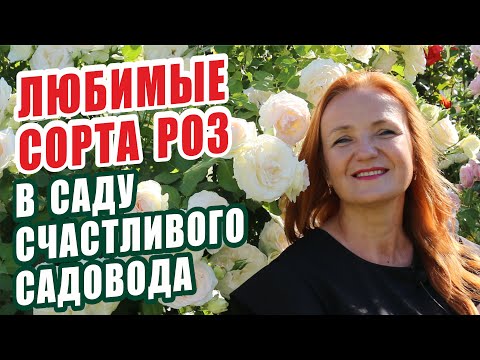 Видео: РОЗЫ. ЛЮБИМЫЕ СОРТА РОЗ В САДУ СЧАСТЛИВОГО САДОВОДА. ОБЗОР СОРТОВ РОЗ. ЛУЧШИЕ СОРТА РОЗ. РОЗЫ В САДУ