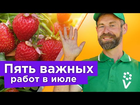 Видео: ЧТО ДЕЛАТЬ С КЛУБНИКОЙ ПОСЛЕ ПЛОДОНОШЕНИЯ? 5 важных работ, от которых зависит будущий урожай