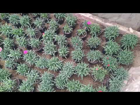 Видео: ВСЕ СЕКРЕТЫ, О САМОМ ВЫГОДНОМ ЦВЕТКЕ